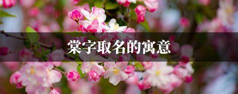 棠名字意思|棠字取名的寓意